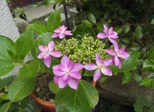 f:id:cangael:20170608153709j:image:left