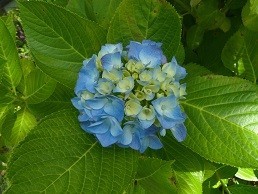 f:id:cangael:20170613142855j:image:left