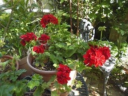 f:id:cangael:20170614155836j:image:right