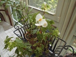 f:id:cangael:20170615070055j:image:right