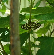 f:id:cangael:20170615103118j:image