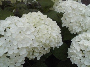 f:id:cangael:20170616051808j:image:right f:id:cangael:20170616051808j:image:right