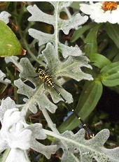 f:id:cangael:20170616101828j:image