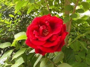 f:id:cangael:20170616102758j:image