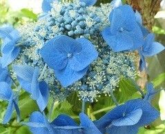 f:id:cangael:20170616141858j:image