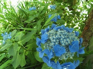 f:id:cangael:20170617110629j:image:left