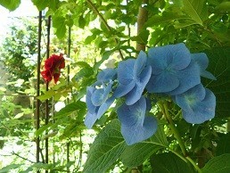 f:id:cangael:20170617111042j:image
