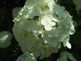 f:id:cangael:20170619095412j:image:right f:id:cangael:20170619095412j:image:right