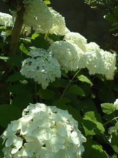 f:id:cangael:20170619095727j:image:left