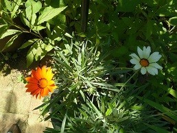 f:id:cangael:20170619095749j:image:right