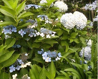 f:id:cangael:20170706105625j:image