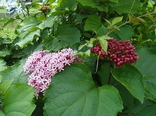 f:id:cangael:20170706144509j:image