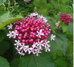 f:id:cangael:20170706144520j:image