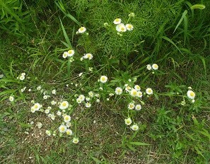 f:id:cangael:20170706144720j:image:right