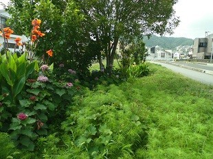 f:id:cangael:20170706144731j:image:left