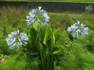 f:id:cangael:20170706144808j:image:left