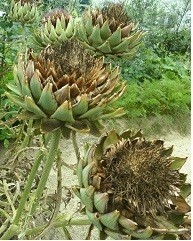 f:id:cangael:20170715110009j:image:left f:id:cangael:20170715110009j:image:left