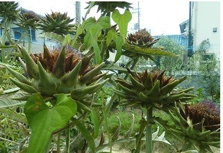 f:id:cangael:20170715110029j:image:right f:id:cangael:20170715110029j:image:right