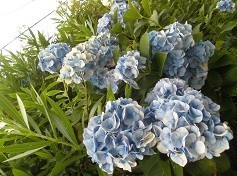 f:id:cangael:20170718103257j:image:right