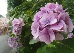 f:id:cangael:20170718103426j:image:right