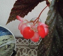 f:id:cangael:20170801135208j:image:right f:id:cangael:20170801135208j:image:right
