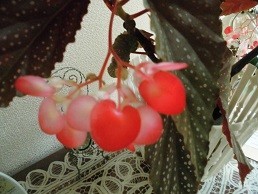 f:id:cangael:20170801135215j:image:right f:id:cangael:20170801135215j:image:right