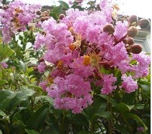 f:id:cangael:20170807104352j:image:right f:id:cangael:20170807104352j:image:right