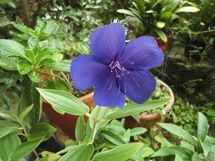 f:id:cangael:20170904082353j:image