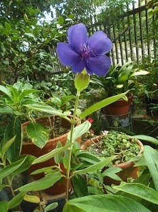 f:id:cangael:20170904082406j:image