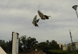 f:id:cangael:20170910141620j:image:right
