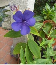 f:id:cangael:20170911104834j:image:left
