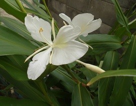 f:id:cangael:20170917113801j:image:right f:id:cangael:20170917113801j:image:right