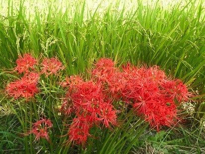 f:id:cangael:20170918133746j:image