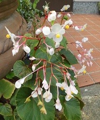 f:id:cangael:20170921093304j:image:right f:id:cangael:20170921093304j:image:right