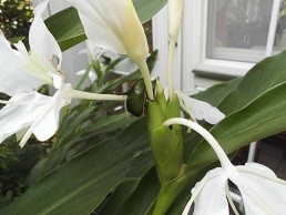 f:id:cangael:20170925072716j:image f:id:cangael:20170925072716j:image