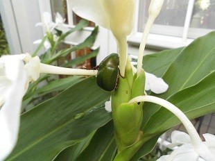 f:id:cangael:20170925072820j:image:left f:id:cangael:20170925072820j:image:left