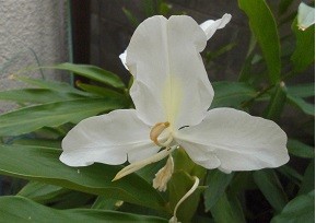 f:id:cangael:20170926073953j:image:right