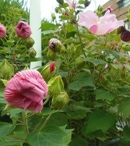 f:id:cangael:20170927113249j:image:right