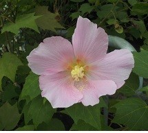 f:id:cangael:20170927113325j:image:left