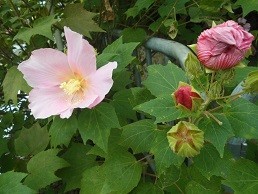 f:id:cangael:20170927113339j:image:right