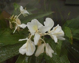 f:id:cangael:20171002150245j:image:right