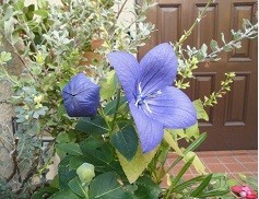 f:id:cangael:20171008113412j:image:right f:id:cangael:20171008113412j:image:right