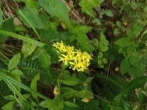 f:id:cangael:20171012120927j:image