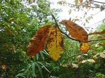 f:id:cangael:20171012122003j:image