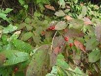 f:id:cangael:20171012133225j:image