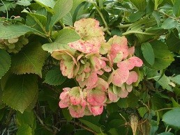 f:id:cangael:20171018113208j:image:right