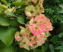 f:id:cangael:20171018113213j:image:right