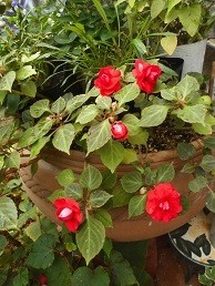 f:id:cangael:20171020110725j:image:right f:id:cangael:20171020110725j:image:right
