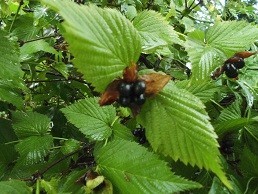 f:id:cangael:20171022100823j:image:right f:id:cangael:20171022100823j:image:right