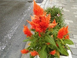 f:id:cangael:20171022101143j:image:right f:id:cangael:20171022101143j:image:right